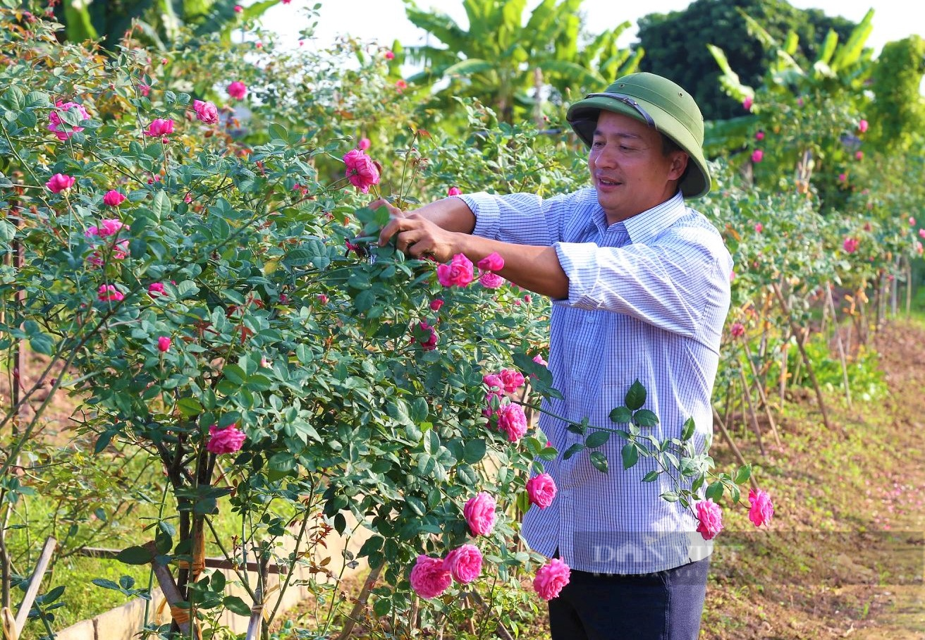 Trồng hoa hồng cổ, mỗi năm anh nông dân quê Hà Nam &quot;đút túi&quot; nửa tỷ đồng - Ảnh 2.